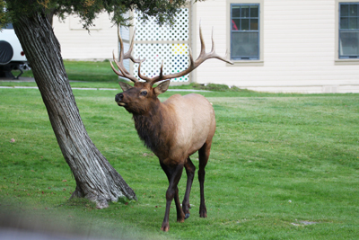 Explore Roadside Nature- Yellowstone NP Bull Elk